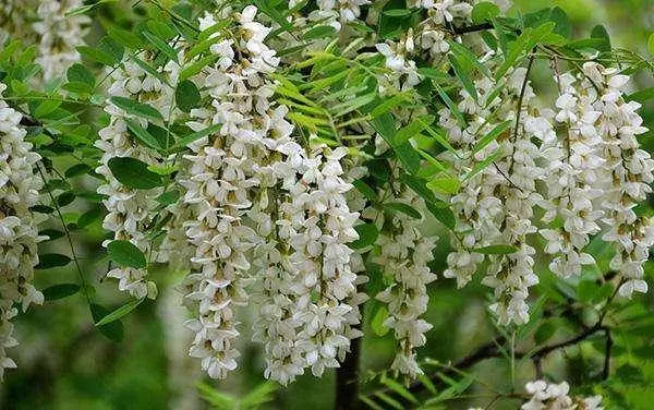 十個人九個腰疼,用【槐花】泡水喝,治腰疼,腿也不酸了,為家人收好
