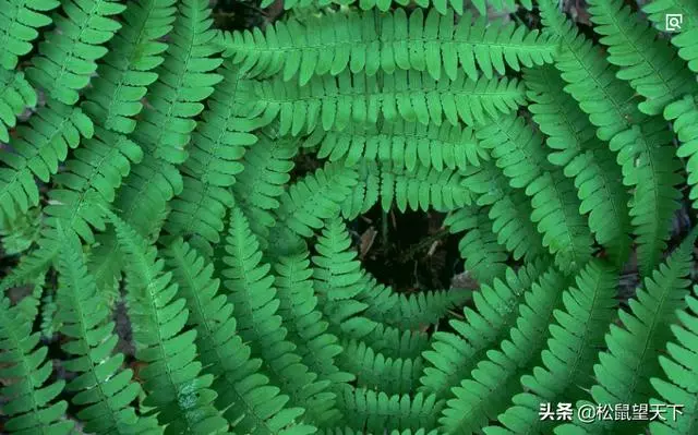 像草一樣去做人!你會很輕鬆(深刻)