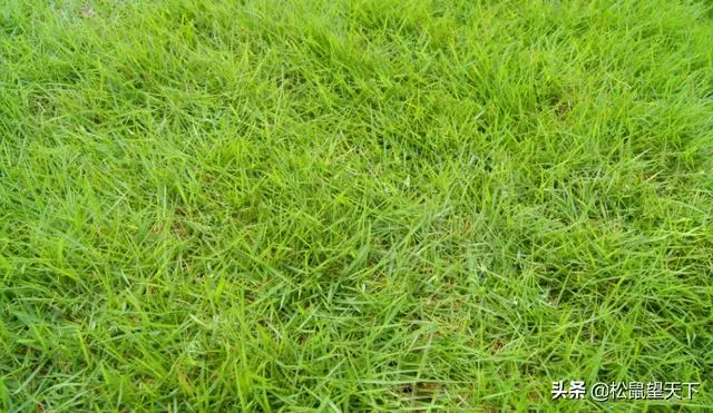 像草一樣去做人!你會很輕鬆(深刻)