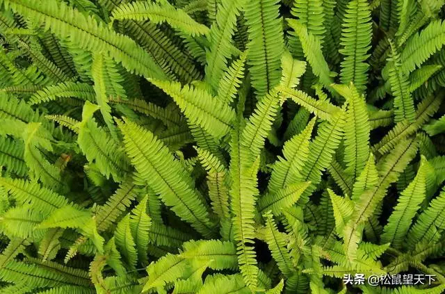 像草一樣去做人!你會很輕鬆(深刻)