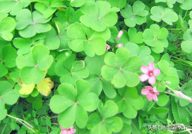 像草一樣去做人!你會很輕鬆(深刻)
