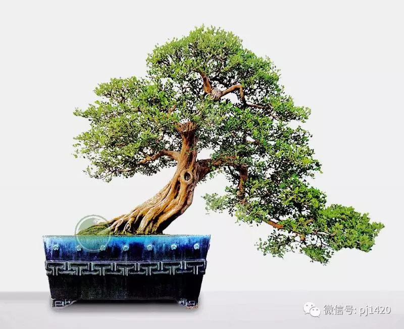 養護九里香盆景請注意這五點