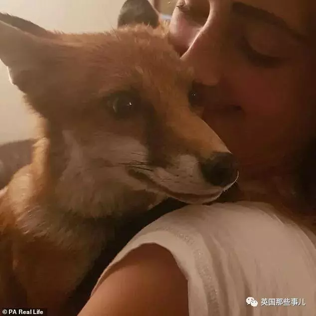 狐狸寶寶「一睜眼先看到她」!跑來認媽「撒嬌又愛玩」連狗狗都被收服~