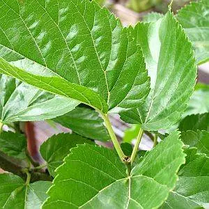 「經典治發秘方」當年禿頭的我,用它來洗頭,現在滿頭烏髮! 朋友還以為是假髮呢!!