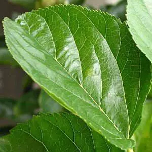 「經典治發秘方」當年禿頭的我,用它來洗頭,現在滿頭烏髮! 朋友還以為是假髮呢!!