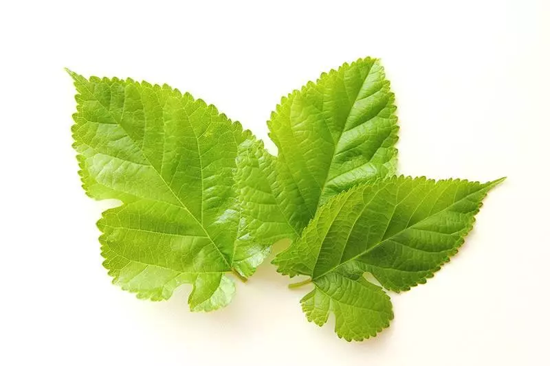 「經典治發秘方」當年禿頭的我,用它來洗頭,現在滿頭烏髮! 朋友還以為是假髮呢!!
