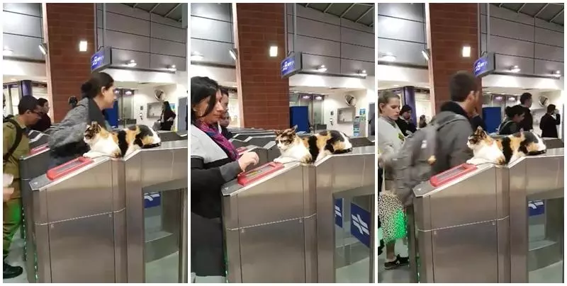 喵站長「坐鎮驗票」超老練!嫌旅客動作慢:唉唉後面塞車了啦~