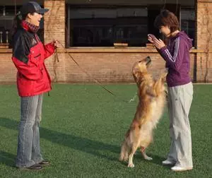 無論狗狗多大,這5個行為都必須要改,寵不得