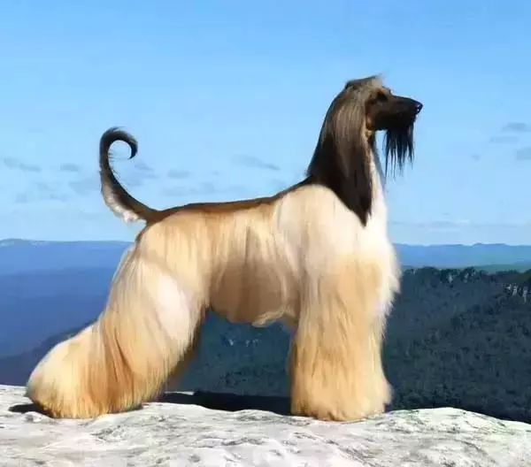 這麼拉風的阿富汗獵犬,就該被禁養