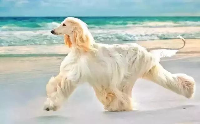 這麼拉風的阿富汗獵犬,就該被禁養