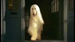 這麼拉風的阿富汗獵犬,就該被禁養