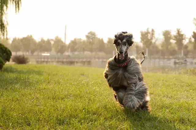 這麼拉風的阿富汗獵犬,就該被禁養