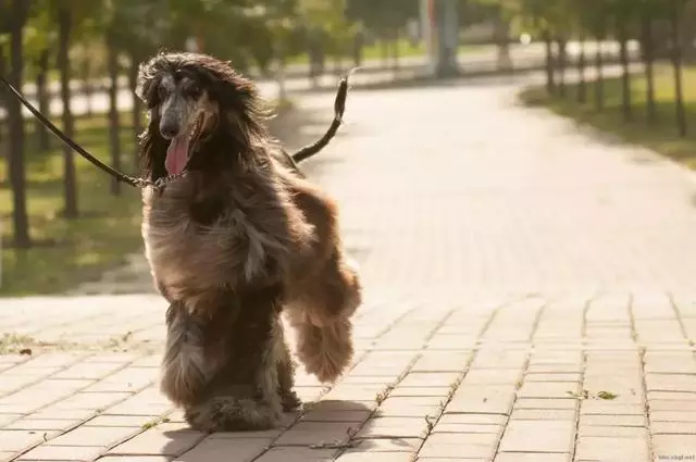 這麼拉風的阿富汗獵犬,就該被禁養