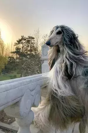 這麼拉風的阿富汗獵犬,就該被禁養