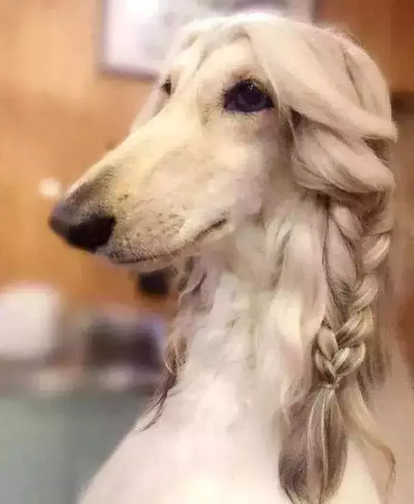 這麼拉風的阿富汗獵犬,就該被禁養
