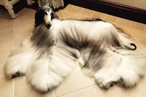 這麼拉風的阿富汗獵犬,就該被禁養