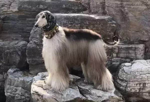 這麼拉風的阿富汗獵犬,就該被禁養