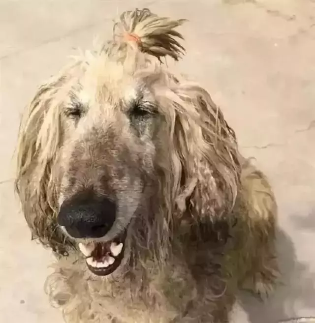 這麼拉風的阿富汗獵犬,就該被禁養