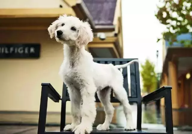 這麼拉風的阿富汗獵犬,就該被禁養