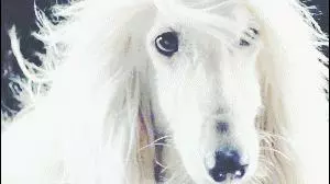 這麼拉風的阿富汗獵犬,就該被禁養