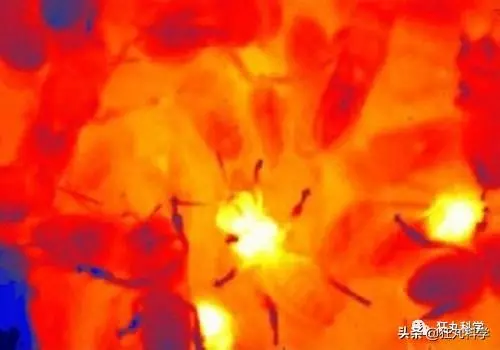 先凍死自己再靠憋尿復活,有些動物為了過冬竟然用上了超能力