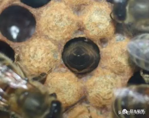先凍死自己再靠憋尿復活,有些動物為了過冬竟然用上了超能力