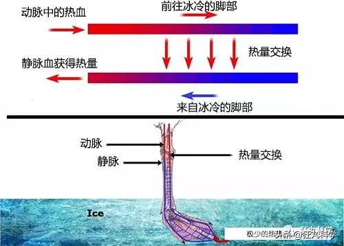先凍死自己再靠憋尿復活,有些動物為了過冬竟然用上了超能力