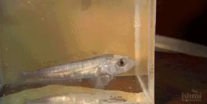 先凍死自己再靠憋尿復活,有些動物為了過冬竟然用上了超能力