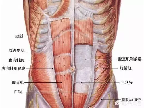 下腹部和腰兩側的贅肉應該怎麼減?