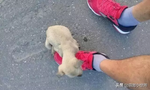 抱腳小黃狗有家了!幸福讓它換張臉讓人暖哭:有愛真的不一樣