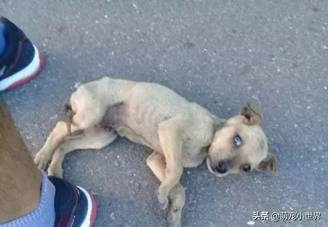 抱腳小黃狗有家了!幸福讓它換張臉讓人暖哭:有愛真的不一樣