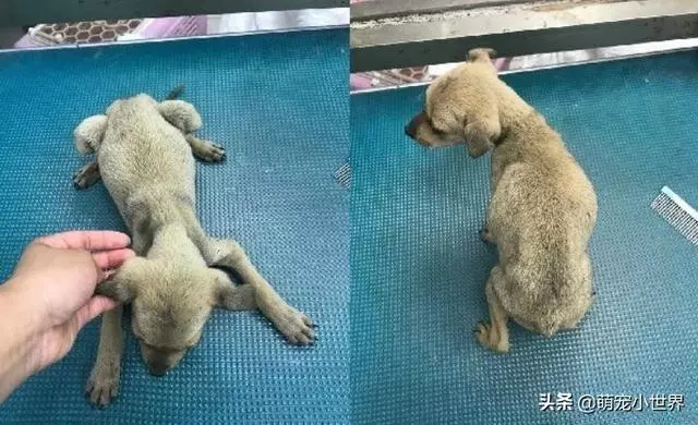 抱腳小黃狗有家了!幸福讓它換張臉讓人暖哭:有愛真的不一樣