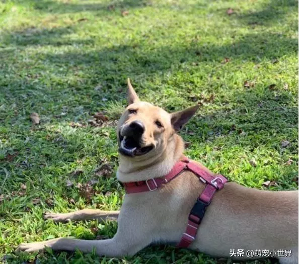 抱腳小黃狗有家了!幸福讓它換張臉讓人暖哭:有愛真的不一樣
