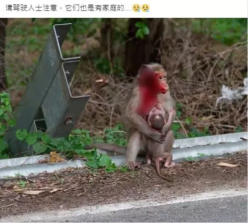 遭車撞傷不忘懷中兒 母猴滿身血 還哺乳!