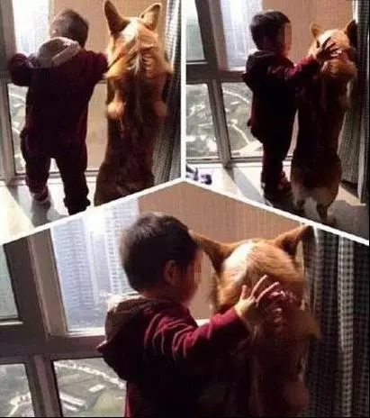 狗狗和寶寶在房間裡玩,突然沒了動靜,媽媽進去一看就笑翻了