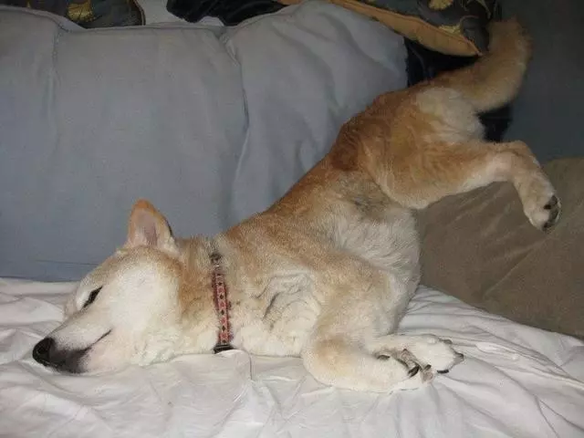 狗狗和寶寶在房間裡玩,突然沒了動靜,媽媽進去一看就笑翻了