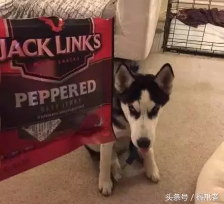 二哈不吃不喝,主人以為得絕症了,結果把醫生笑慘了