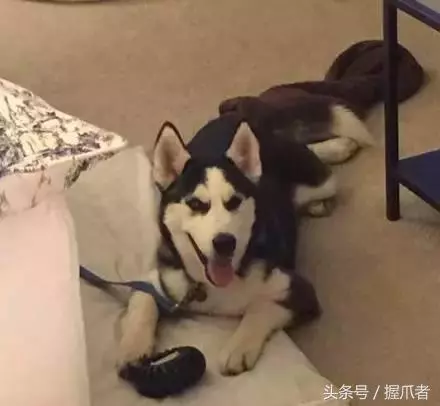 二哈不吃不喝,主人以為得絕症了,結果把醫生笑慘了