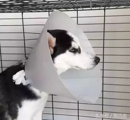 二哈不吃不喝,主人以為得絕症了,結果把醫生笑慘了