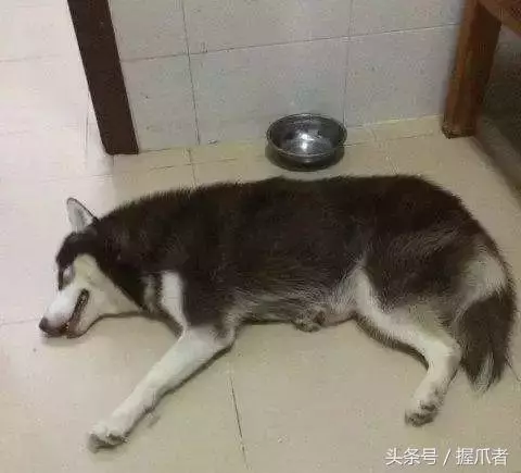 二哈不吃不喝,主人以為得絕症了,結果把醫生笑慘了