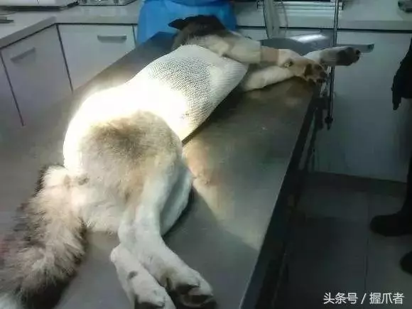 二哈不吃不喝,主人以為得絕症了,結果把醫生笑慘了