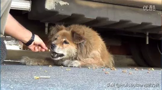 流浪狗有什麼好的?為什麼那麼多人選擇領養它們