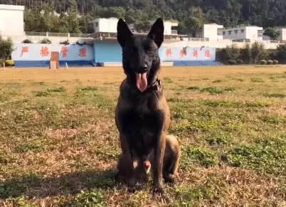 軍犬在路上遛彎時,突然暴起將路人咬死,背後的原因讓人震撼