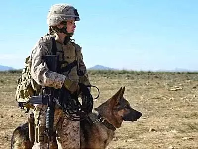 軍犬在路上遛彎時,突然暴起將路人咬死,背後的原因讓人震撼