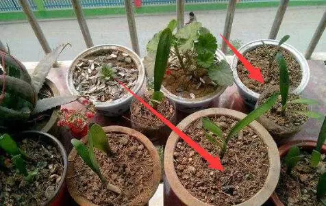 養花不要在傻傻的只知道澆水了,花都澆死了,老花農教你一個訣竅,養花都能輕鬆爆盆