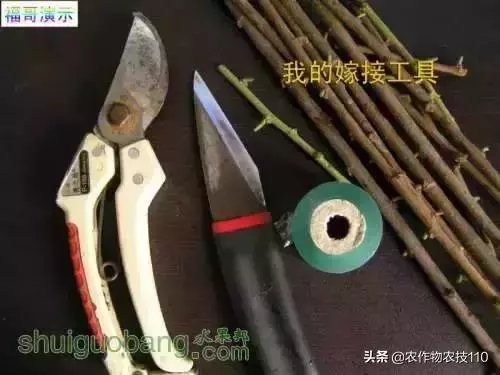12種果樹嫁接法演示圖！「收藏」