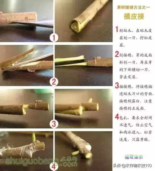 12種果樹嫁接法演示圖！「收藏」