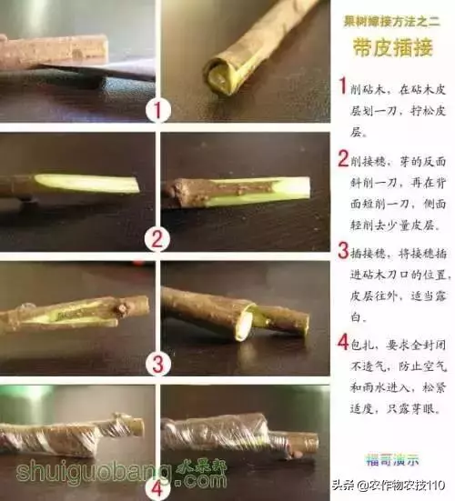 12種果樹嫁接法演示圖！「收藏」