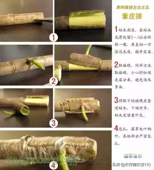 12種果樹嫁接法演示圖！「收藏」