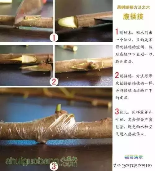 12種果樹嫁接法演示圖！「收藏」